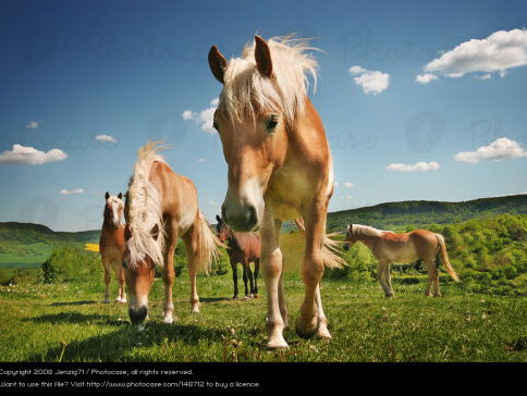 ESTHER OVERTUIGT PAARDENHATERS: RESPECT EN EERLIJKHEID LOST HET OP!