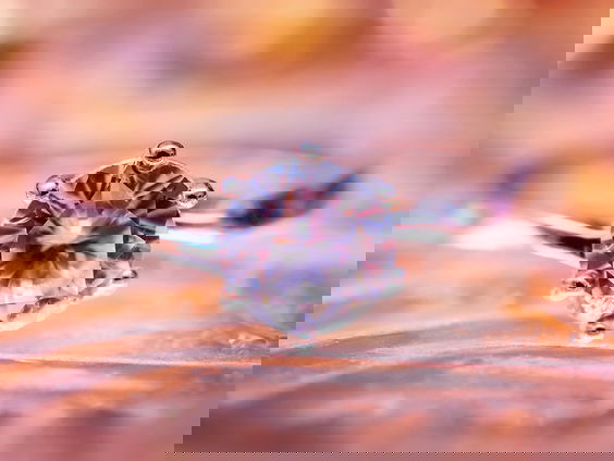 Pandora doet de natuurlijke diamant in de ban, vanaf nu alleen nog maar laboratorium-diamanten