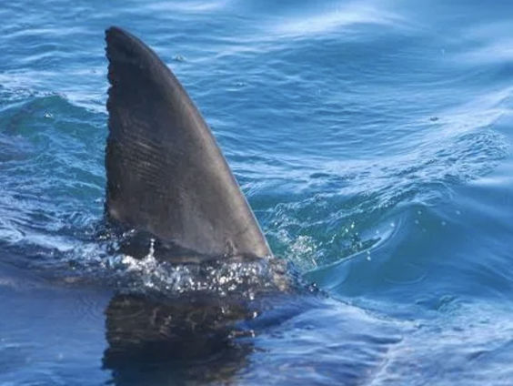 DE VIN-ALISTEN VAN HAAIDOLS ZIJN BEKEND
