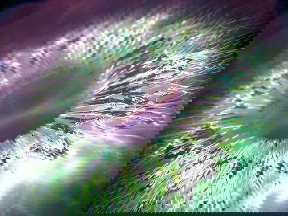 Michiel Peeters doet veldonderzoek naar zitfeestjes voor een nieuw evenement gecureerd door Colin Benders