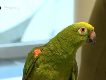 Rámon is ziek, dus speciaal voor dierendag: een nieuwe co-host!