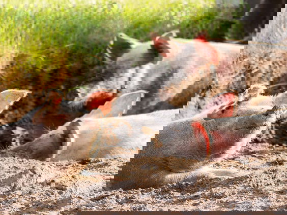 Spreken dieren een universele taal?