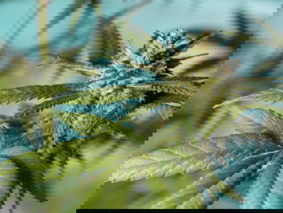 Historisch moment: er wordt over een tijdje gecontroleerd wiet gekweekt