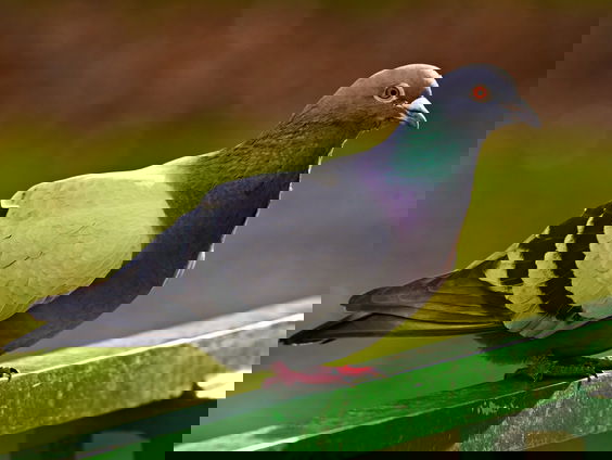 We herdenken de duif die door Frank doodgereden is