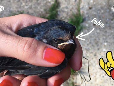Robin de zwaluw is gered door Evelien!
