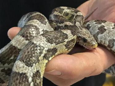 Hoe komt het dat er slangen in de Haagse duinen zitten?