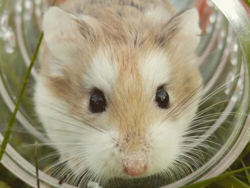 Best of Sanders Avondshow: Raf heeft een nieuwe hamster! <3