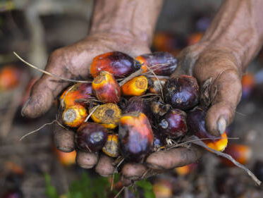 Indonesië-correspondent Annemarie Kas over het kappen van regenwoud voor palmolie