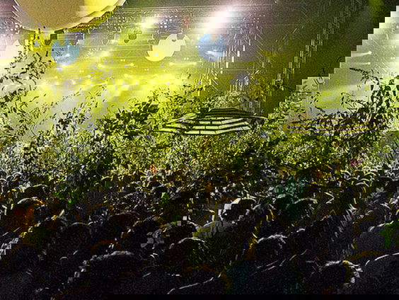 Lowlands bij je thuis: Win Kees van Hondt in jouw tuin!