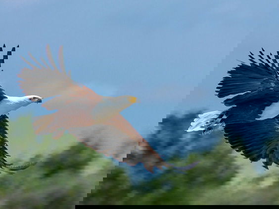 Hanne Tersmette vertelt over de Zeearend die in de zeroes weer in ons land kwam