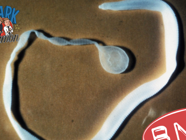 Mama Appelsap: lintworm