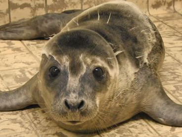 Sander het zeehondje