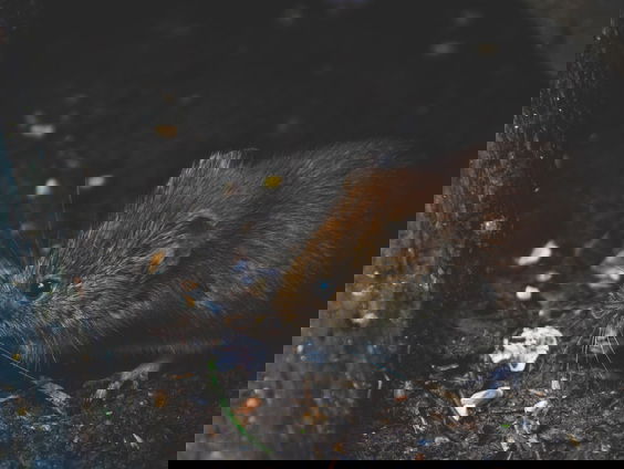 Waarom zijn er zoveel ratten in Amsterdam???