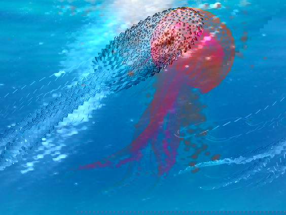 Lara had een kwal als huisdier, maar die ging na een week dood.