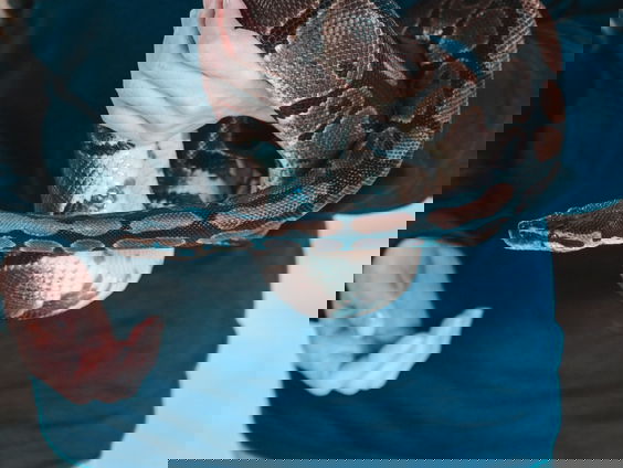 Liever een slang als huisdier dan een hamster?