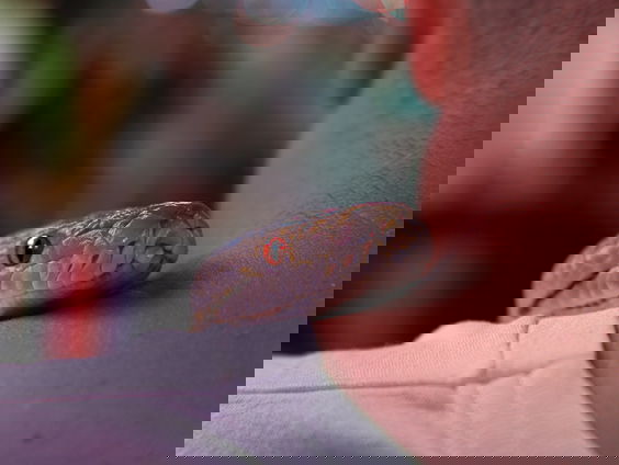 Model Dilano: "Ik heb niet iedere dag een slang om me nek."