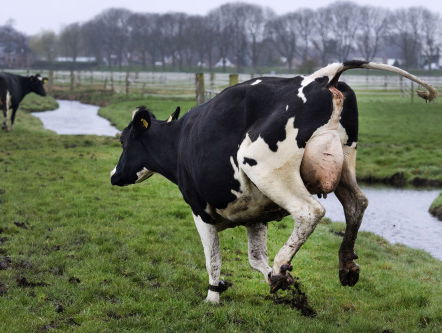 Weddenschap: Hoeveel koeien staan er in de wei?