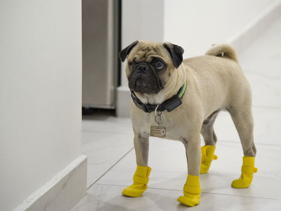 Ook honden en katten kunnen stress krijgen