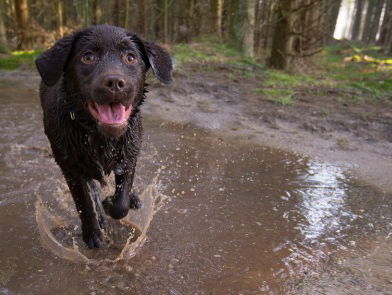 Hoe werken de hersenen van honden?