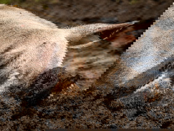 Overheid haalde oproep minder vlees eten uit duurzaam leven-campagne