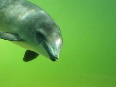 Luisteren naar bruinvissen