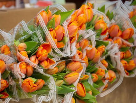 Tulpen voor Tapei