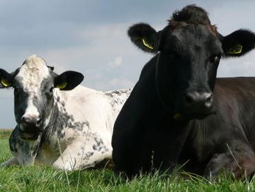 Waarom de uitspraak van de rechter over emisiearme stal van Friese boer deze onderzoeker niet verbaast