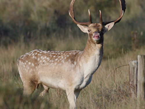 Stroperij neemt toe, zeggen boswachters