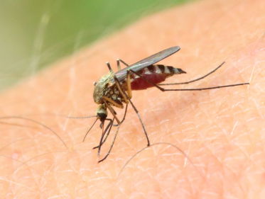 Effectief muggen weren uit je huis doe je met dit vierstappenplan