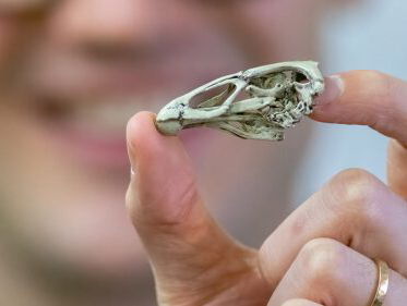 Oudste fossiel van moderne vogel