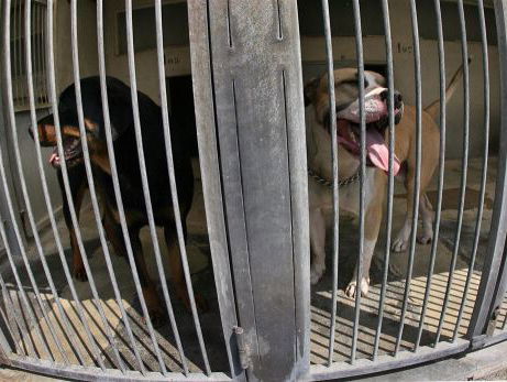 ‘Geef bijtgrage hond een spuitje'