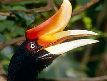 Neushoornvogels in je tuin