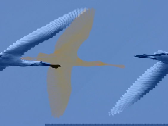 Fenolijn 17 oktober 2021