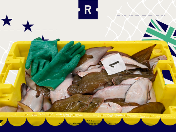 ReportersNL: de vis wordt duur betaald