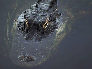 Feit of Fictie: neusgaten van 'n alligator