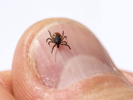 Een eiland vol lyme-resistente muizen