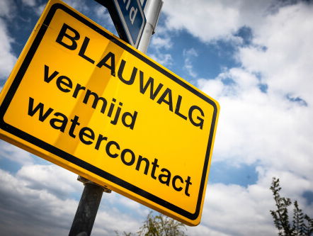 Zwemmen? Let op blauwalg!