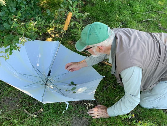 Grootste stinkers van Nederland: insecten