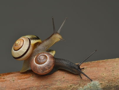 Bange en brutale tuinslakken