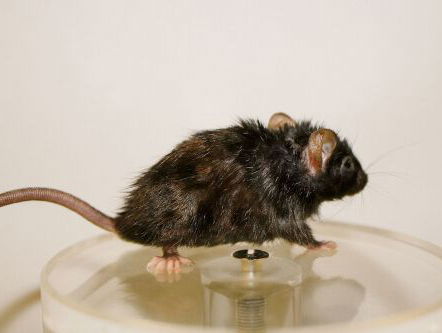 'Verjongingskuur' werkt al voor muizen