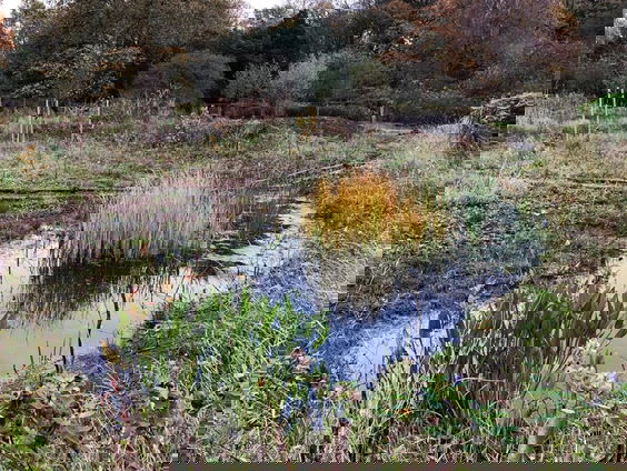 Landbouw van de toekomst in het voedselmoerasbos