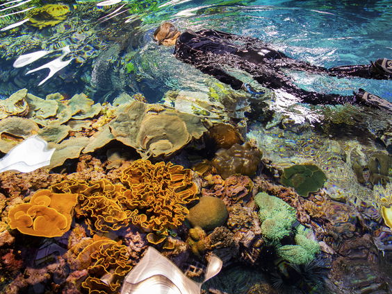 Gaat dit waarschuwingssysteem voor koraalriffen een Space Award winnen?