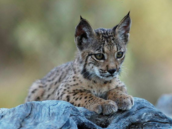 Natuurrubriek: Hanne Tersmette over de Lynx