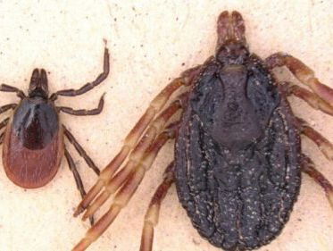 Grenzen open voor de terrorteek