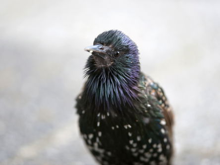 Een ode aan de spreeuw