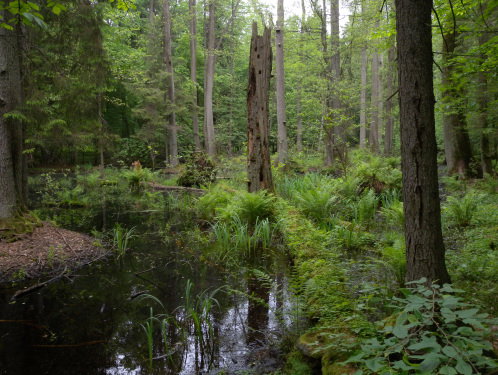 Het Spoor Terug: Ons laatste oerbos