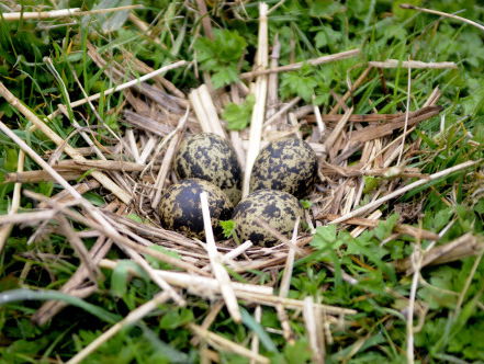 Jagersvereniging: 'Schiet vossen om de grutto te redden'