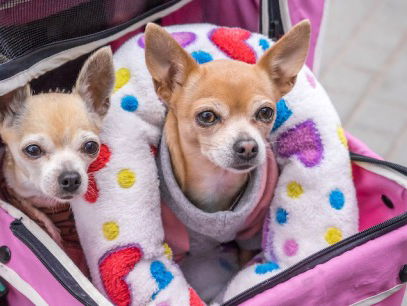 Dier & Recht waarschuwt voor doorgefokte kleine hondjes