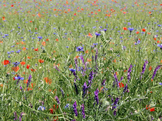 1001 hectare kruidenrijk grasland