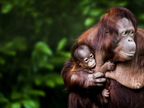 Nederlandse boswachter in Indonesië overleefde drie moordaanslagen